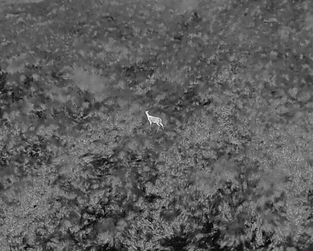 Real thermal drone imagery showing an animal visible against surrounding terrain