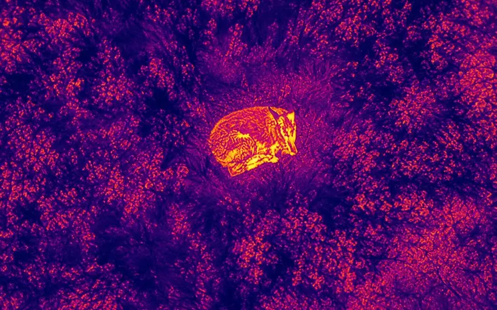 Thermal drone image showing a warm-blooded animal detected in dense brush, demonstrating thermal search capability